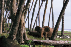 Eléphant sur la plage au parc national de Loango.