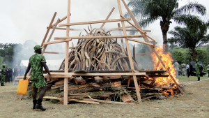 Ecogarde veillant à la destruction d'ivoire à la Cité de la Démocratie.