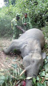 Constat d'un éléphant abattu au Parc National de Moukalaba-Doudou.