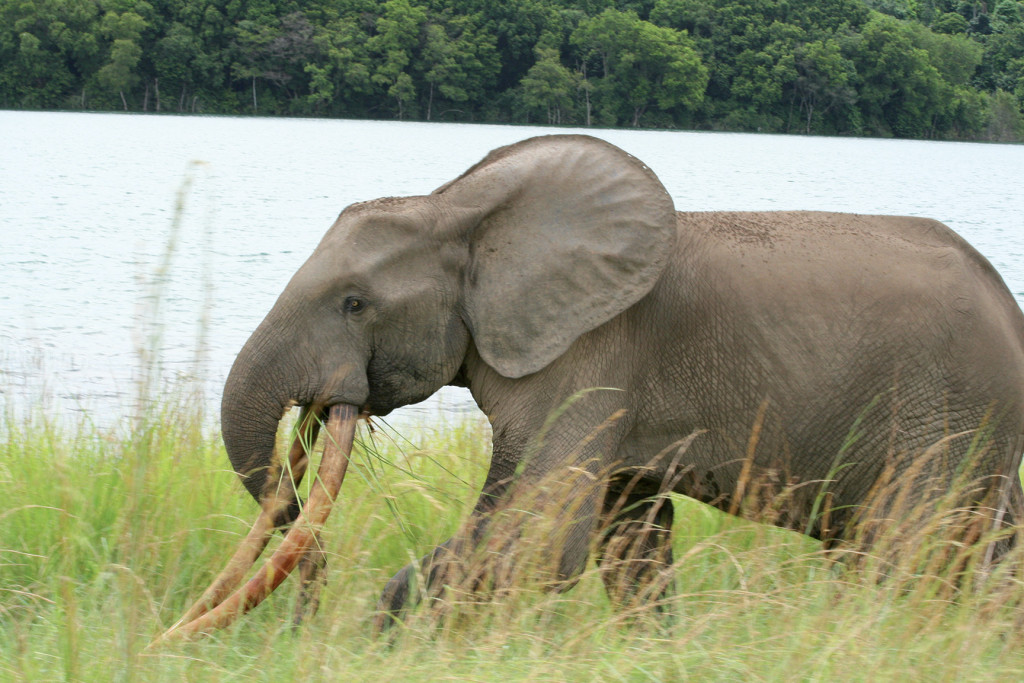 Buste d'éléphant à Wonga-Wongué.