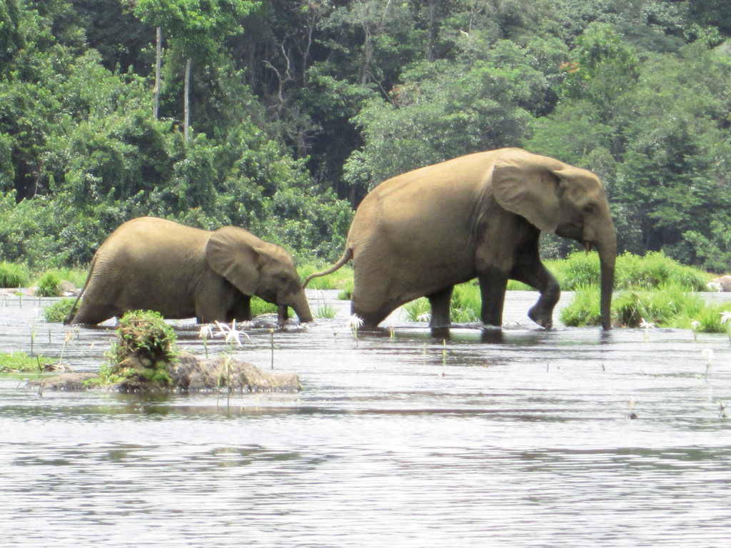 Eléphants traversant un cours d'eau.