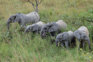 Famille d'éléphants en alerte.