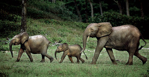 Groupe d'éléphant à Wonga-Wongué.